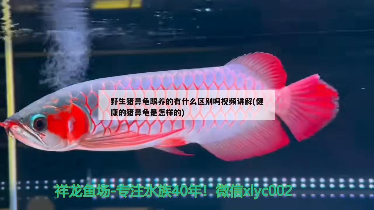 野生豬鼻龜跟養的有什么區別嗎視頻講解(健康的豬鼻龜是怎樣的)