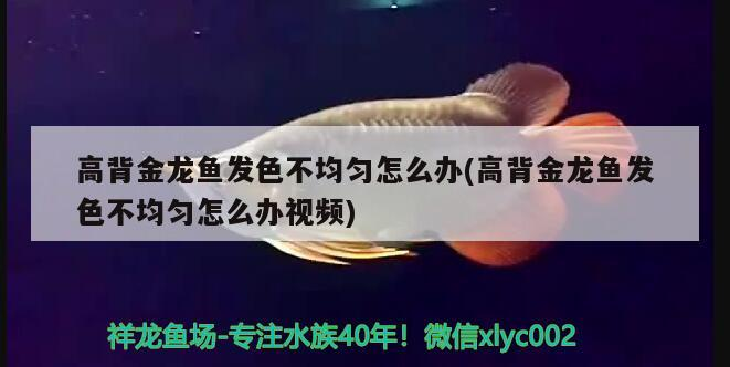 魚缸水流設計(金魚缸水流設計)