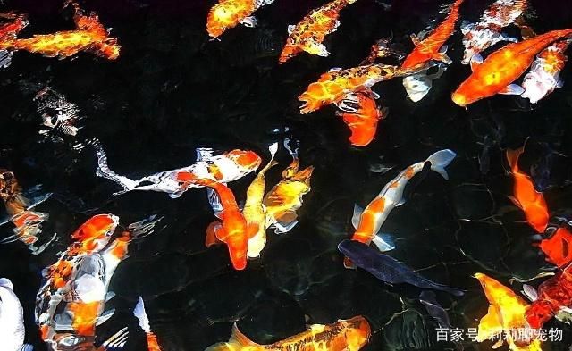 長沙市雨花區(qū)佳璐水族館（長沙市雨花區(qū)佳璐水族館地址）