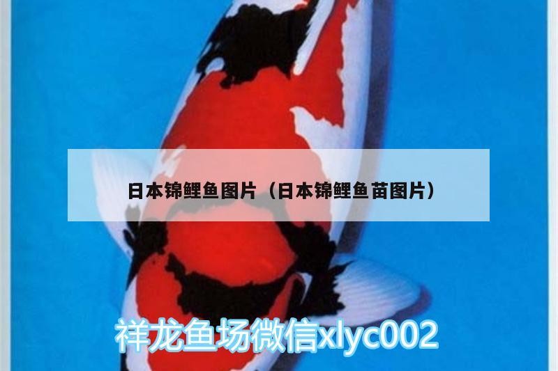 日本錦鯉魚圖片（日本錦鯉魚苗圖片）