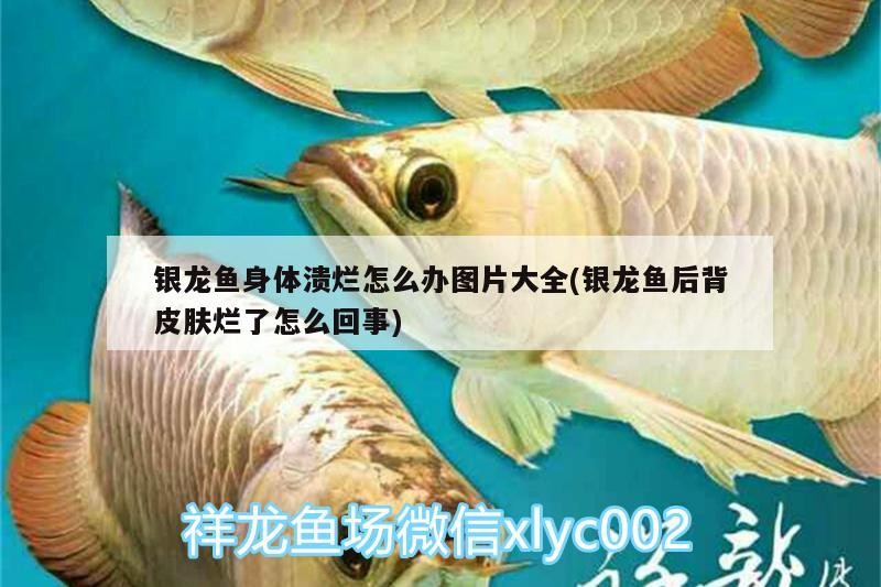銀龍魚身體潰爛怎么辦圖片大全(銀龍魚后背皮膚爛了怎么回事)
