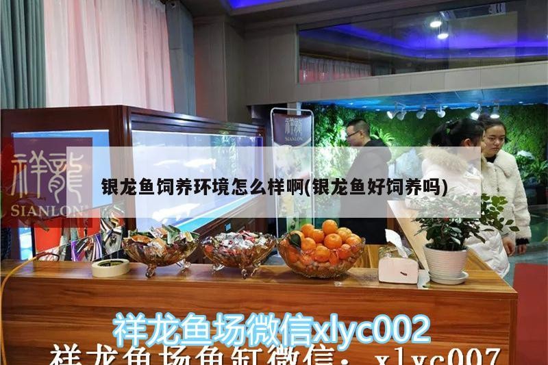 銀龍魚飼養環境怎么樣啊(銀龍魚好飼養嗎)