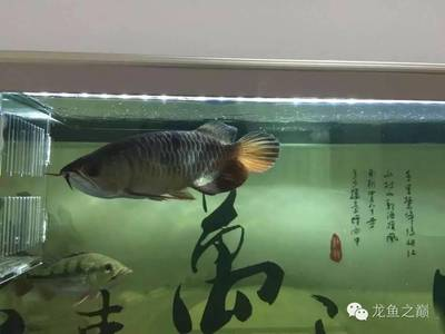 西安市未央?yún)^(qū)新興水族觀賞魚店（西安市水族魚市）