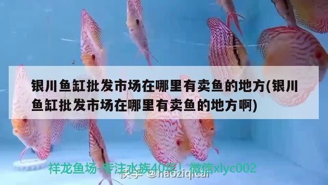銀川魚缸批發市場在哪里有賣魚的地方(銀川魚缸批發市場在哪里有賣魚的地方啊)