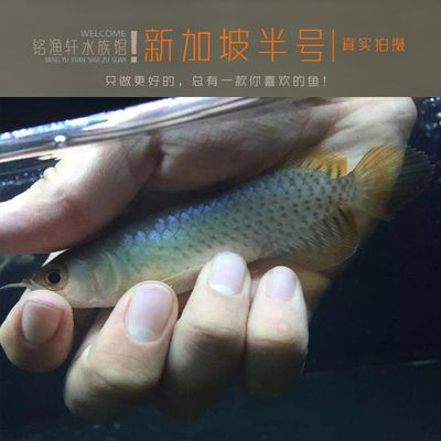 新加坡半號紅龍魚：新加坡半號紅龍魚價格