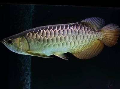 新加坡半號紅龍魚：新加坡半號紅龍魚價格