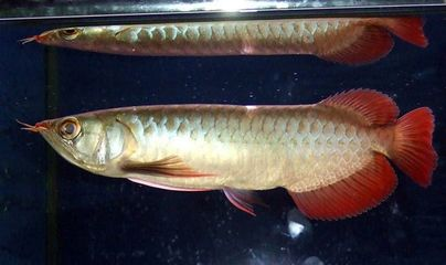 新加坡半號紅龍魚：新加坡半號紅龍魚價格