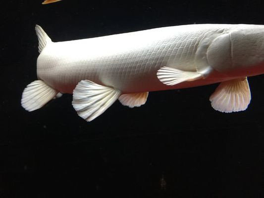 白化火箭魚需要多大魚缸:白化火箭魚的最小水族箱尺寸為250升的水族箱尺寸為250升 魚缸百科 第1張 白化火箭魚需要多大魚缸:白化火箭魚的最小水族箱尺寸為250升的水族箱尺寸為250升 白化火箭魚需要多大魚缸:白化火箭魚的最小水族箱尺寸為250升的水族箱尺寸為250升 魚缸百科 第1張