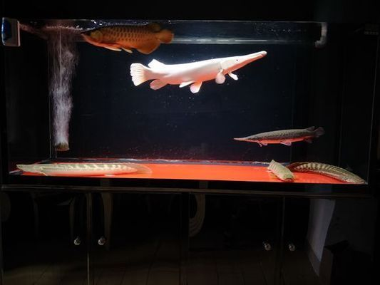 白化火箭魚需要多大魚缸:白化火箭魚的最小水族箱尺寸為250升的水族箱尺寸為250升 魚缸百科 第4張 白化火箭魚需要多大魚缸:白化火箭魚的最小水族箱尺寸為250升的水族箱尺寸為250升 白化火箭魚需要多大魚缸:白化火箭魚的最小水族箱尺寸為250升的水族箱尺寸為250升 魚缸百科 第4張