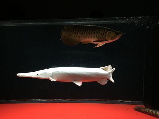 白化火箭魚需要多大魚缸:白化火箭魚的最小水族箱尺寸為250升的水族箱尺寸為250升 魚缸百科 第3張 白化火箭魚需要多大魚缸:白化火箭魚的最小水族箱尺寸為250升的水族箱尺寸為250升 白化火箭魚需要多大魚缸:白化火箭魚的最小水族箱尺寸為250升的水族箱尺寸為250升 魚缸百科 第3張