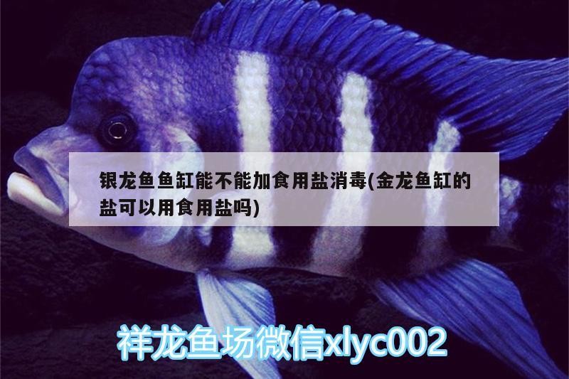 銀龍魚魚缸能不能加食用鹽消毒(金龍魚缸的鹽可以用食用鹽嗎)
