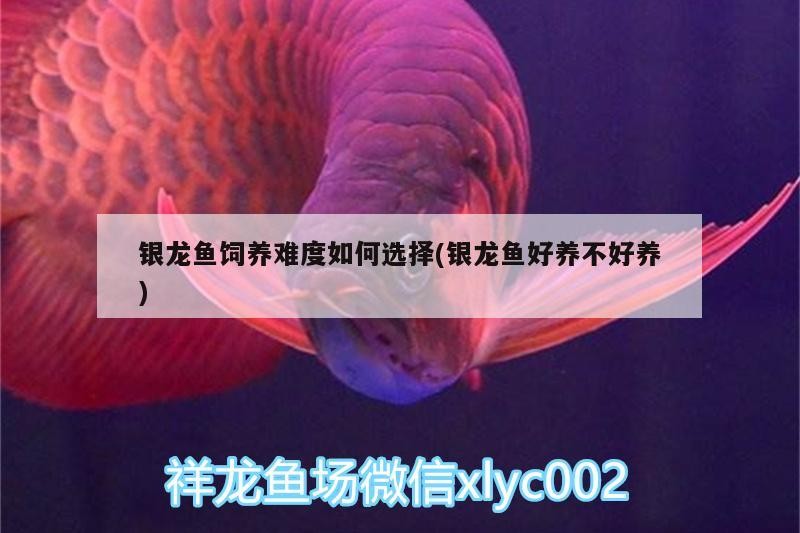 銀龍魚飼養難度如何選擇(銀龍魚好養不好養)