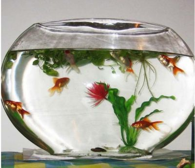 1米2的魚缸用多厚的玻璃：1.2米的魚缸用多厚的玻璃比較合適？