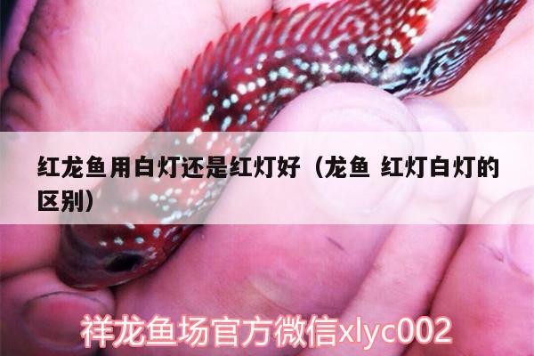 紅龍魚用白燈還是紅燈好（龍魚紅燈白燈的區別） 紅龍魚用白燈還是紅燈好（龍魚紅燈白燈的區別） 魟魚百科