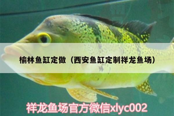 榆林魚缸定做（西安魚缸定制祥龍魚場(chǎng)）