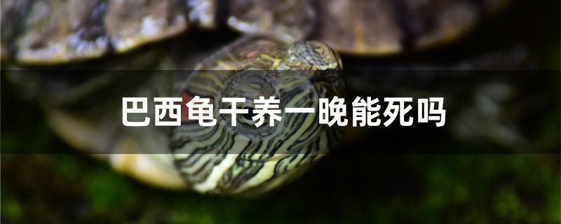 福魟魟魚常見疾病的早期癥狀，福[需手動(dòng)填充][需手動(dòng)填充]魚常見疾病早期癥狀 福魟魟魚常見疾病的早期癥狀，福[需手動(dòng)填充][需手動(dòng)填充]魚常見疾病早期癥狀 魟魚百科 第2張