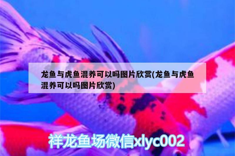 龍魚與虎魚混養可以嗎圖片欣賞(龍魚與虎魚混養可以嗎圖片欣賞)