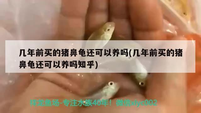 幾年前買的豬鼻龜還可以養(yǎng)嗎(幾年前買的豬鼻龜還可以養(yǎng)嗎知乎)