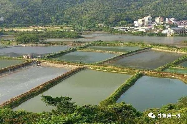 黑帝王魟魚人工繁殖技術(shù)進(jìn)展，黑帝王魟魚的人工繁殖技術(shù)是提高繁殖成功率的關(guān)鍵