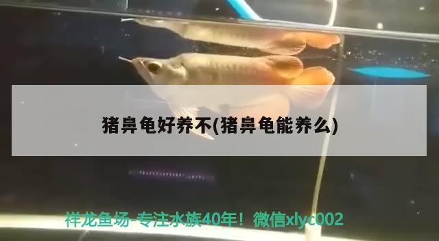 豬鼻龜好養不(豬鼻龜能養么)