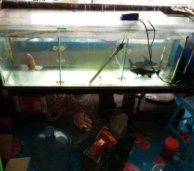 大冶哪里有賣魚的魚缸：大冶市觀賞魚缸招投標信息網(wǎng)