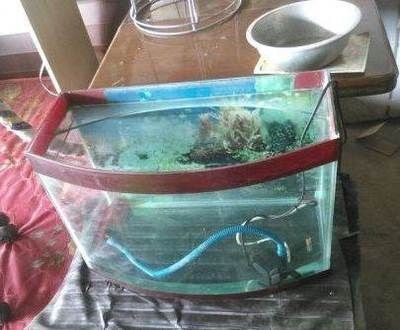 大冶哪里有賣魚的魚缸：大冶市觀賞魚缸招投標信息網(wǎng)