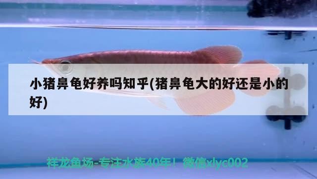 小豬鼻龜好養(yǎng)嗎知乎(豬鼻龜大的好還是小的好) 小豬鼻龜好養(yǎng)嗎知乎(豬鼻龜大的好還是小的好) 豬鼻龜百科