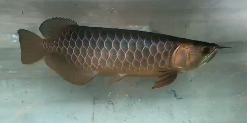 為什么我藍(lán)底金龍不藍(lán)