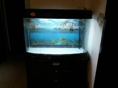 本人有大量魚缸便宜甩賣:關于魚缸甩賣的一些信息 魚缸百科 第1張 本人有大量魚缸便宜甩賣:關于魚缸甩賣的一些信息 本人有大量魚缸便宜甩賣:關于魚缸甩賣的一些信息 魚缸百科 第1張