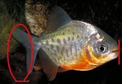 虎魚身上長白色的東西是由水霉病、白點病、寄生蟲感染引起的：虎魚身上出現白色的東西是怎么回事？ 虎魚身上長白色的東西是由水霉病、白點病、寄生蟲感染引起的：虎魚身上出現白色的東西是怎么回事？ 虎魚百科 第3張