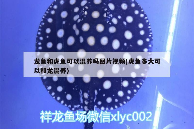 龍魚(yú)和虎魚(yú)可以混養(yǎng)嗎圖片視頻(虎魚(yú)多大可以和龍混養(yǎng))