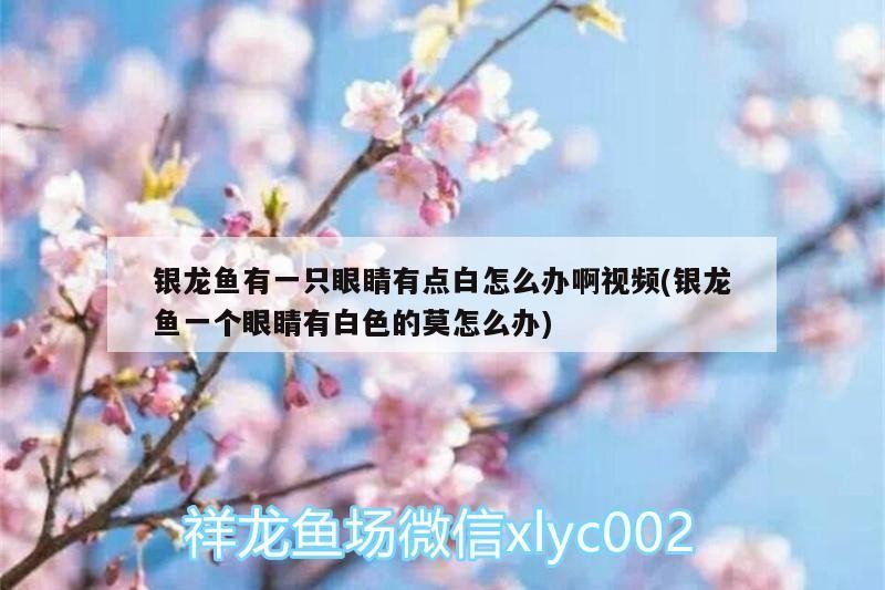 銀龍魚有一只眼睛有點白怎么辦啊視頻(銀龍魚一個眼睛有白色的莫怎么辦)