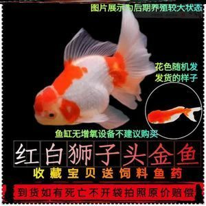 草魚魚缸養殖能長大：草魚在魚缸中養殖是不可行的