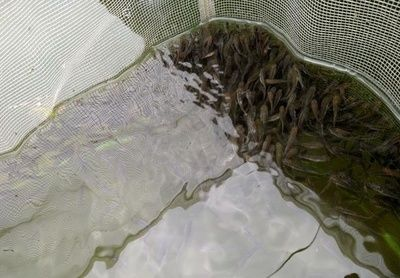 草魚魚缸養殖能長大：草魚在魚缸中養殖是不可行的