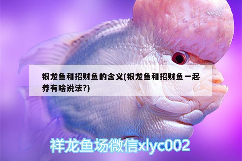 銀龍魚和招財魚的含義(銀龍魚和招財魚一起養有啥說法?)