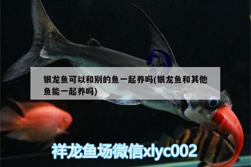 銀龍魚可以和別的魚一起養嗎(銀龍魚和其他魚能一起養嗎)