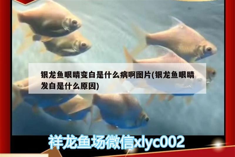 銀龍魚(yú)眼睛變白是什么病啊圖片(銀龍魚(yú)眼睛發(fā)白是什么原因)