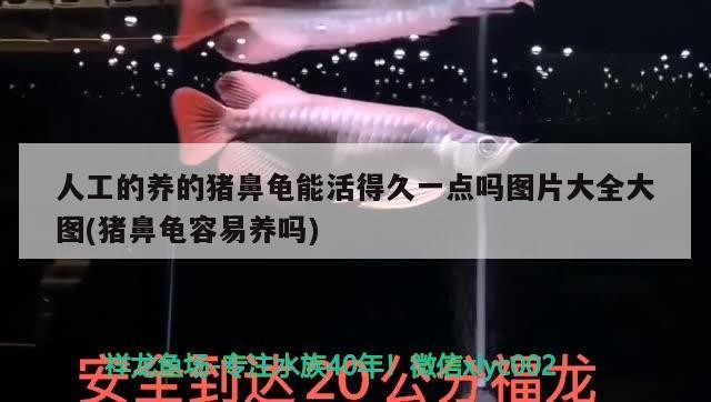 人工的養的豬鼻龜能活得久一點嗎圖片大全大圖(豬鼻龜容易養嗎)