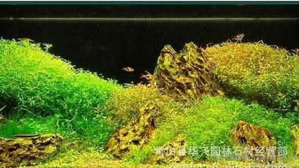 虎皮魚缸造景的重要性：虎皮魚缸造景是一種常見的水質管理和調整魚缸水質管理 虎皮魚缸造景的重要性：虎皮魚缸造景是一種常見的水質管理和調整魚缸水質管理 虎魚百科 第1張
