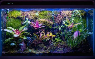 玻璃膠粘的魚缸多久可以養小魚