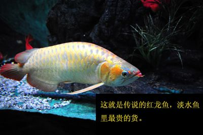 紅龍魚的傳說故事簡介：紅龍魚在中國文化中承載著豐富的象征意義和傳說故事