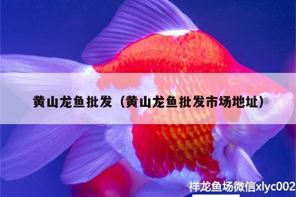黃山紅龍魚價格2688貴嗎？