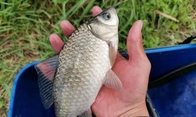 辣椒紅龍魚多大開始發色快：辣椒紅龍魚發色加速技巧辣椒紅龍魚發色加速技巧