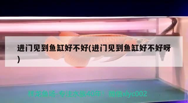 進(jìn)門見到魚缸好不好(進(jìn)門見到魚缸好不好呀)
