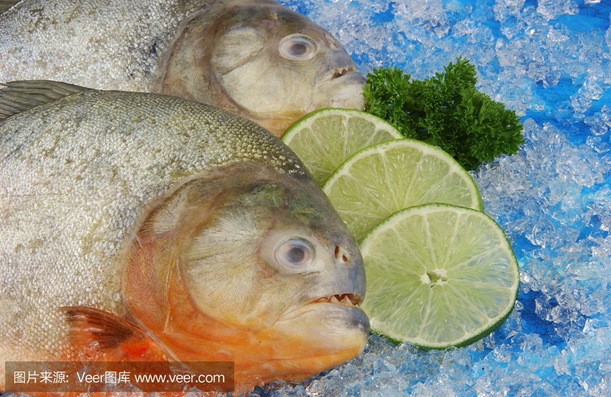 印度虎魚吃什么：印度虎魚吃什么，印度虎魚的飲食習慣對其健康和活力至關重要