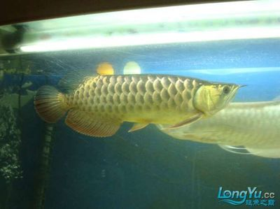賽級古典龍魚是什么檔次的魚