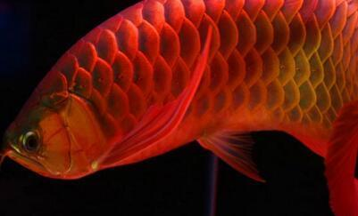 普洱紅龍魚價格2688貴嗎？