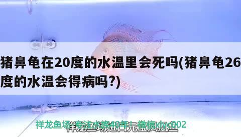 豬鼻龜在20度的水溫里會死嗎(豬鼻龜26度的水溫會得病嗎?)