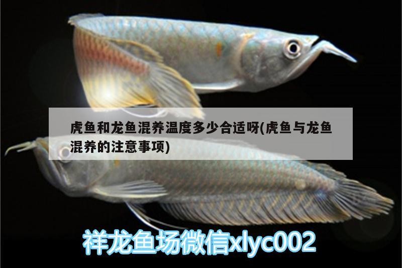 虎魚和龍魚混養溫度多少合適呀(虎魚與龍魚混養的注意事項)