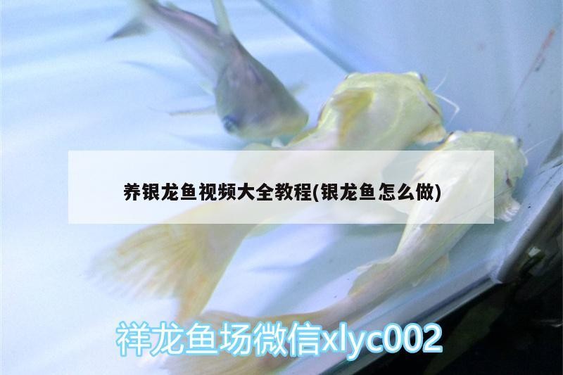 養銀龍魚視頻大全教程(銀龍魚怎么做)